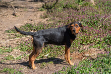 HECTOR, Hund, Mischlingshund in Bulgarien - Bild 8