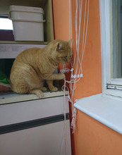 VENETA, Katze, Europäisch Kurzhaar in Bulgarien - Bild 3