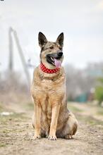 MÄDCHEN, Hund, Mischlingshund in Russische Föderation - Bild 2