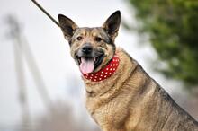 MÄDCHEN, Hund, Mischlingshund in Russische Föderation - Bild 3