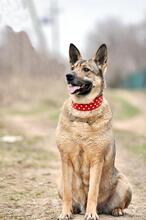 MÄDCHEN, Hund, Mischlingshund in Russische Föderation - Bild 4