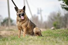 MÄDCHEN, Hund, Mischlingshund in Russische Föderation - Bild 6