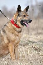 MÄDCHEN, Hund, Mischlingshund in Russische Föderation - Bild 7