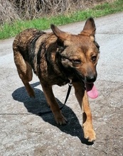 FELISHA, Hund, Mischlingshund in Bulgarien - Bild 3