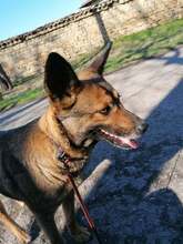 FELISHA, Hund, Mischlingshund in Bulgarien - Bild 4
