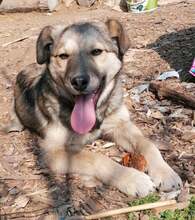 YUKI, Hund, Mischlingshund in Bulgarien - Bild 1