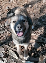 YUKI, Hund, Mischlingshund in Bulgarien - Bild 2