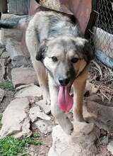 YUKI, Hund, Mischlingshund in Bulgarien - Bild 3