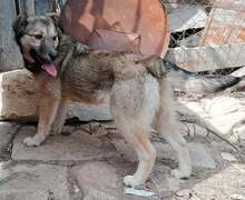 YUKI, Hund, Mischlingshund in Bulgarien - Bild 4