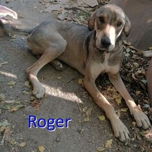 ROGER, Hund, Mischlingshund in Bulgarien - Bild 1