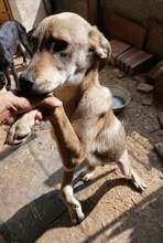 ROGER, Hund, Mischlingshund in Bulgarien - Bild 10