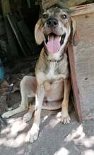 ROGER, Hund, Mischlingshund in Bulgarien - Bild 13