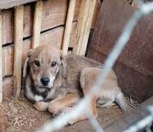 ROGER, Hund, Mischlingshund in Bulgarien - Bild 15