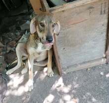ROGER, Hund, Mischlingshund in Bulgarien - Bild 16