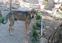 ROGER, Hund, Mischlingshund in Bulgarien - Bild 4