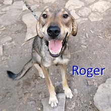 ROGER, Hund, Mischlingshund in Bulgarien - Bild 5