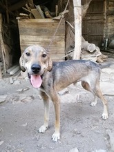 ROGER, Hund, Mischlingshund in Bulgarien - Bild 6