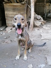 ROGER, Hund, Mischlingshund in Bulgarien - Bild 7