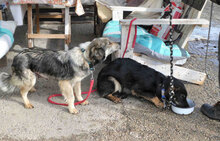 ALAN, Hund, Collie-Mix in Bulgarien - Bild 9