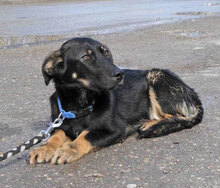 ALAN, Hund, Mischlingshund in Bulgarien - Bild 1
