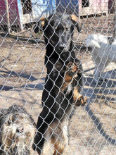 ALAN, Hund, Mischlingshund in Bulgarien - Bild 10