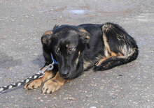 ALAN, Hund, Mischlingshund in Bulgarien - Bild 2