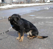 ALAN, Hund, Mischlingshund in Bulgarien - Bild 3