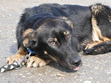 ALAN, Hund, Mischlingshund in Bulgarien - Bild 4