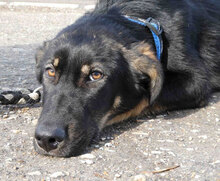 ALAN, Hund, Mischlingshund in Bulgarien - Bild 5