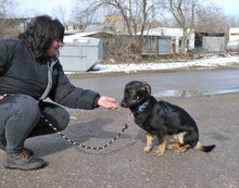 ALAN, Hund, Mischlingshund in Bulgarien - Bild 6
