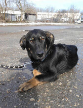 ALAN, Hund, Mischlingshund in Bulgarien - Bild 7