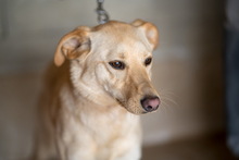 ORVIC, Hund, Mischlingshund in Slowakische Republik - Bild 2