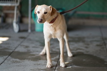 ORVIC, Hund, Mischlingshund in Slowakische Republik - Bild 3