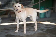 ORVIC, Hund, Mischlingshund in Slowakische Republik - Bild 4