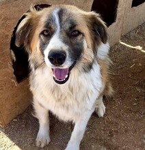 MARLA, Hund, Mischlingshund in Griechenland - Bild 2