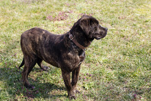BREAVER, Hund, Staffordshire Bull Terrier-Mix in Kroatien - Bild 1