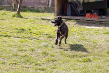 BREAVER, Hund, Staffordshire Bull Terrier-Mix in Kroatien - Bild 2
