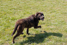 BREAVER, Hund, Staffordshire Bull Terrier-Mix in Kroatien - Bild 4