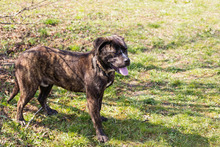 BREAVER, Hund, Staffordshire Bull Terrier-Mix in Kroatien - Bild 5