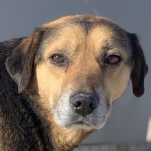 KOJAK, Hund, Mischlingshund in Griechenland - Bild 1