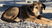 KOJAK, Hund, Mischlingshund in Griechenland - Bild 10