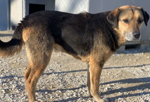 KOJAK, Hund, Mischlingshund in Griechenland - Bild 2