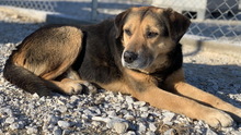 KOJAK, Hund, Mischlingshund in Griechenland - Bild 3