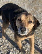 KOJAK, Hund, Mischlingshund in Griechenland - Bild 4