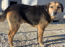 KOJAK, Hund, Mischlingshund in Griechenland - Bild 9