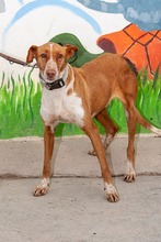 BRAUN, Hund, Podenco Andaluz in Spanien - Bild 2