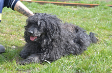 BUKSI, Hund, Mischlingshund in Ungarn - Bild 2