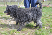 BUKSI, Hund, Mischlingshund in Ungarn - Bild 3