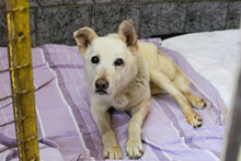 JONNE, Hund, Mischlingshund in Kroatien - Bild 1