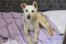JONNE, Hund, Mischlingshund in Kroatien - Bild 2